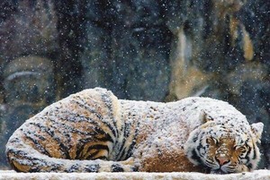  tiger in the snow