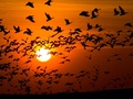 Barnacle geese - world-wildlife-fund photo