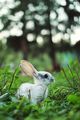 Bunny               - animals photo