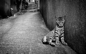 Cat street loneliness