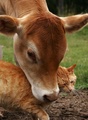 Cow and Cat  - animals photo