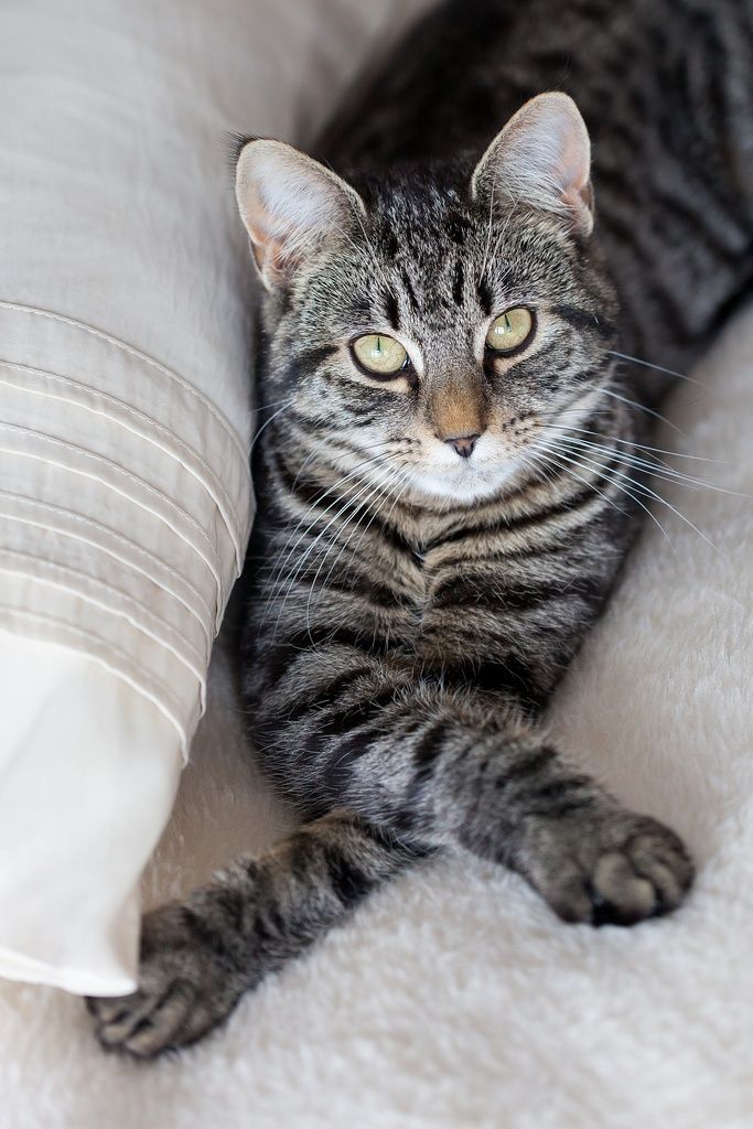 Cute Tabby Cat - Cats Photo (37156549) - Fanpop