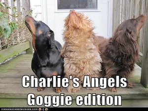 Dog Edition of Charlie's Angels