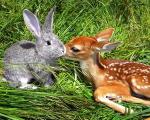 Fawn and Bunny 