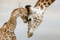 Giraffes    - animals photo