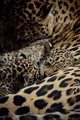 Jaguars           - animals photo