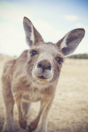  kanggaru, kangaroo
