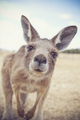 Kangaroo    - animals photo