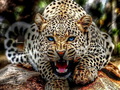 Leopard      - animals photo
