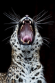 Leopard     - animals photo