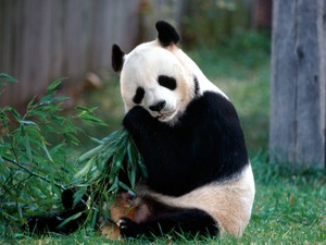  Panda urso <3