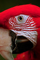 Parrot      - animals photo