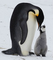 Penguins    - animals photo