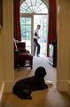 Presient Barack Obama And Family Dog, Bo - barack-obama photo
