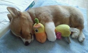  cachorrinhos and their Stuffed animais