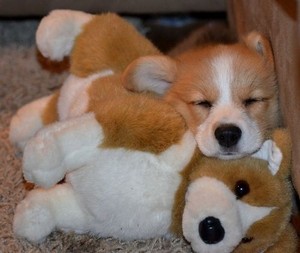 Puppies and their Stuffed Animals