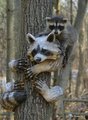 Raccoon      - animals photo
