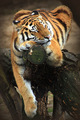 Tiger        - animals photo