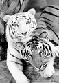 Tigers          - animals photo