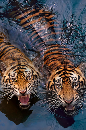  Тигры