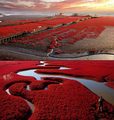 red beach in panjin, china ~                                   - random photo