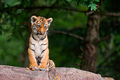 Baby Tiger      - animals photo
