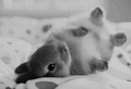 Bunny                    - animals photo