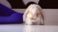 Bunny             - random photo