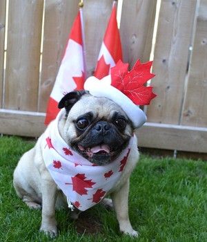 Canada Day Pug