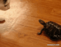 Cat and Turtle      - random photo