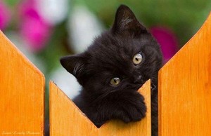  Cute Cat