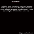Dolphin Names - animals photo