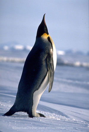  Emperor pingüino, pingüino de