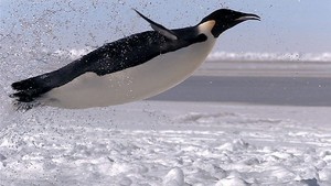  Emperor pingüino, pingüino de
