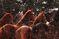 Horses                  - animals photo