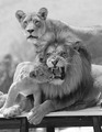 Lions           - animals photo