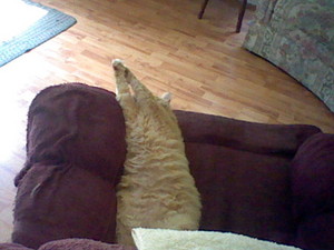  My Lazy Cat, Mugzy. .3.
