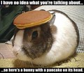 Pancake Bunny! - pancakes photo