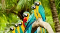 Parrots                - animals photo
