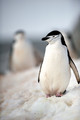Penguin           - animals photo