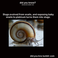 Slugs and Snails - animals photo