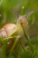 Snail           - animals photo