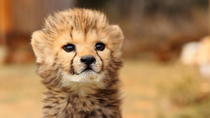  Baby Cheetah 2