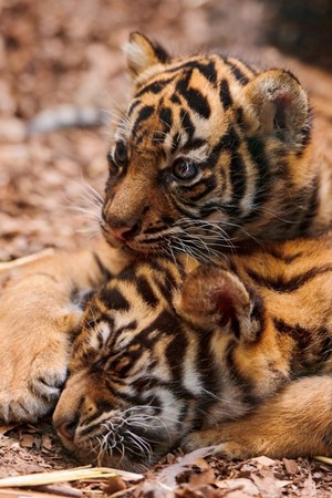  Baby बाघों