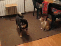 Dog and Cat   - random photo