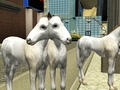 Foal Mutation - the-sims-3 photo