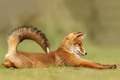 Fox                        - animals photo