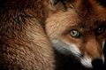 Fox               - animals photo