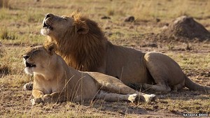 Lions roaring