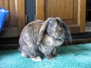  My bunny Coco